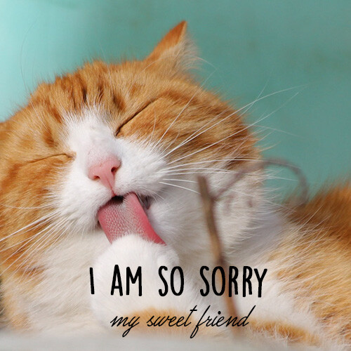 i-am-so-sorry-message-with-cute-cat